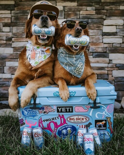 yeti pups