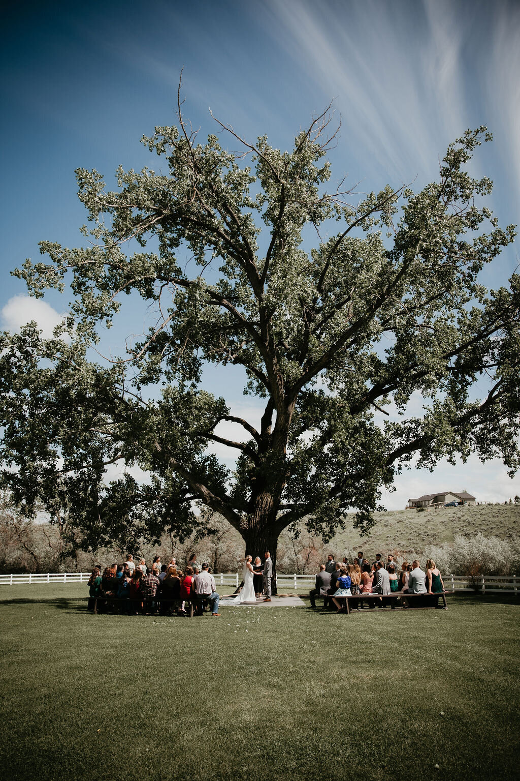 Wedding ceremony under a beautiful tree in Montana