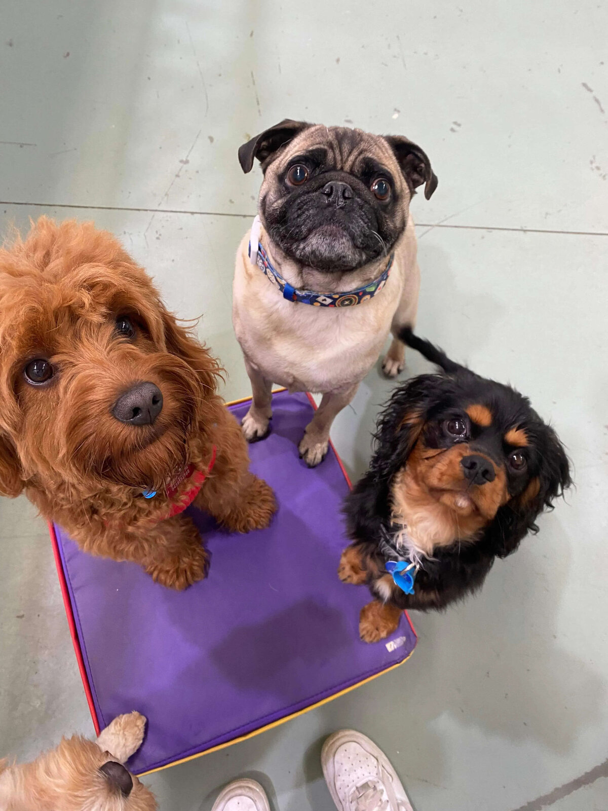 Big Paws Little Paws Dog Daycare 3