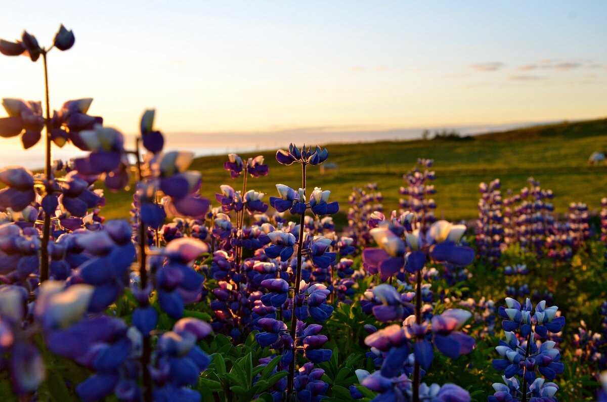 iceland-flowers-coast-goldenhour