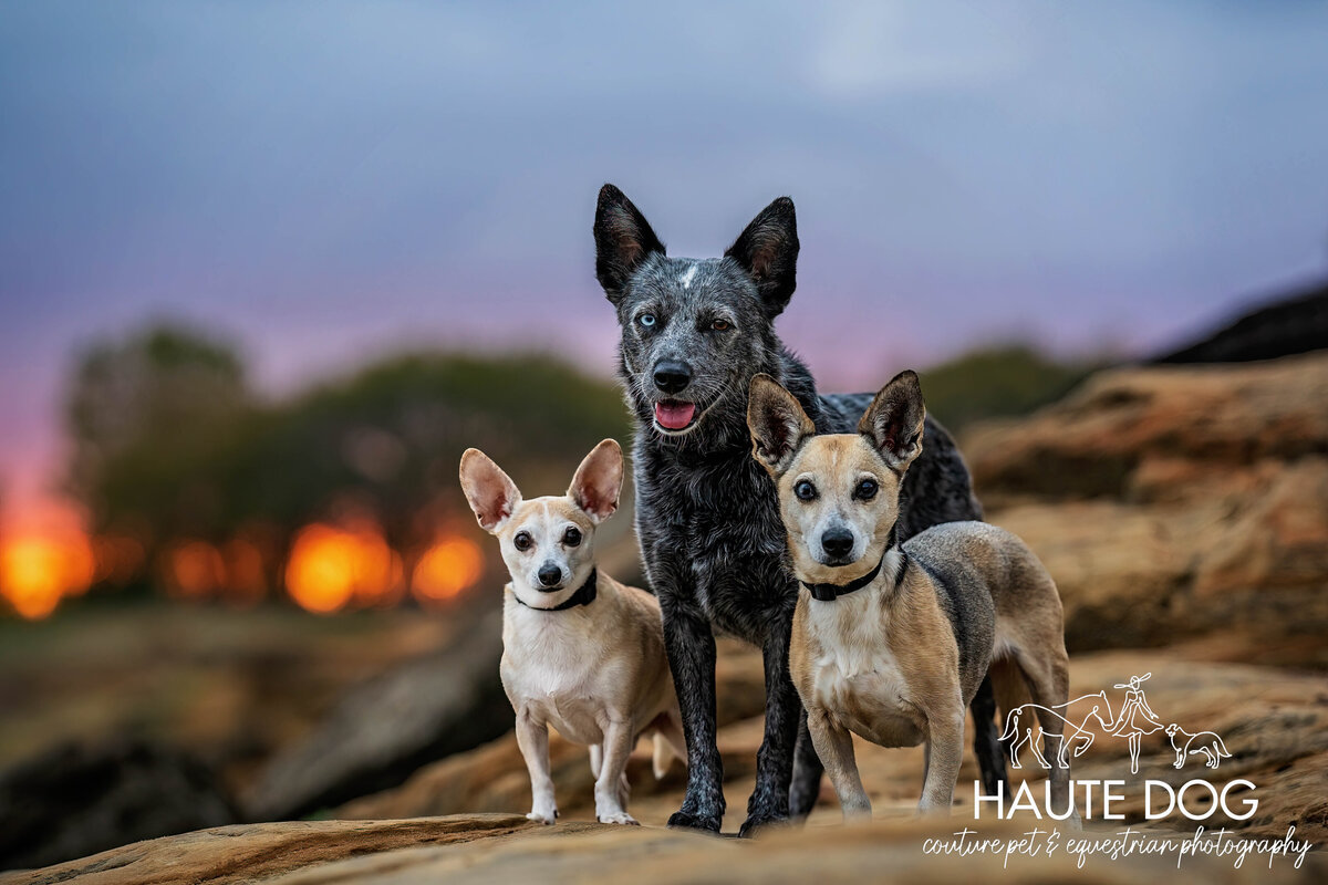 Cattle Dog and two Chihuahuas posing for a portrait at sunset on a rocky outcrop alongside Grapevine Lake.