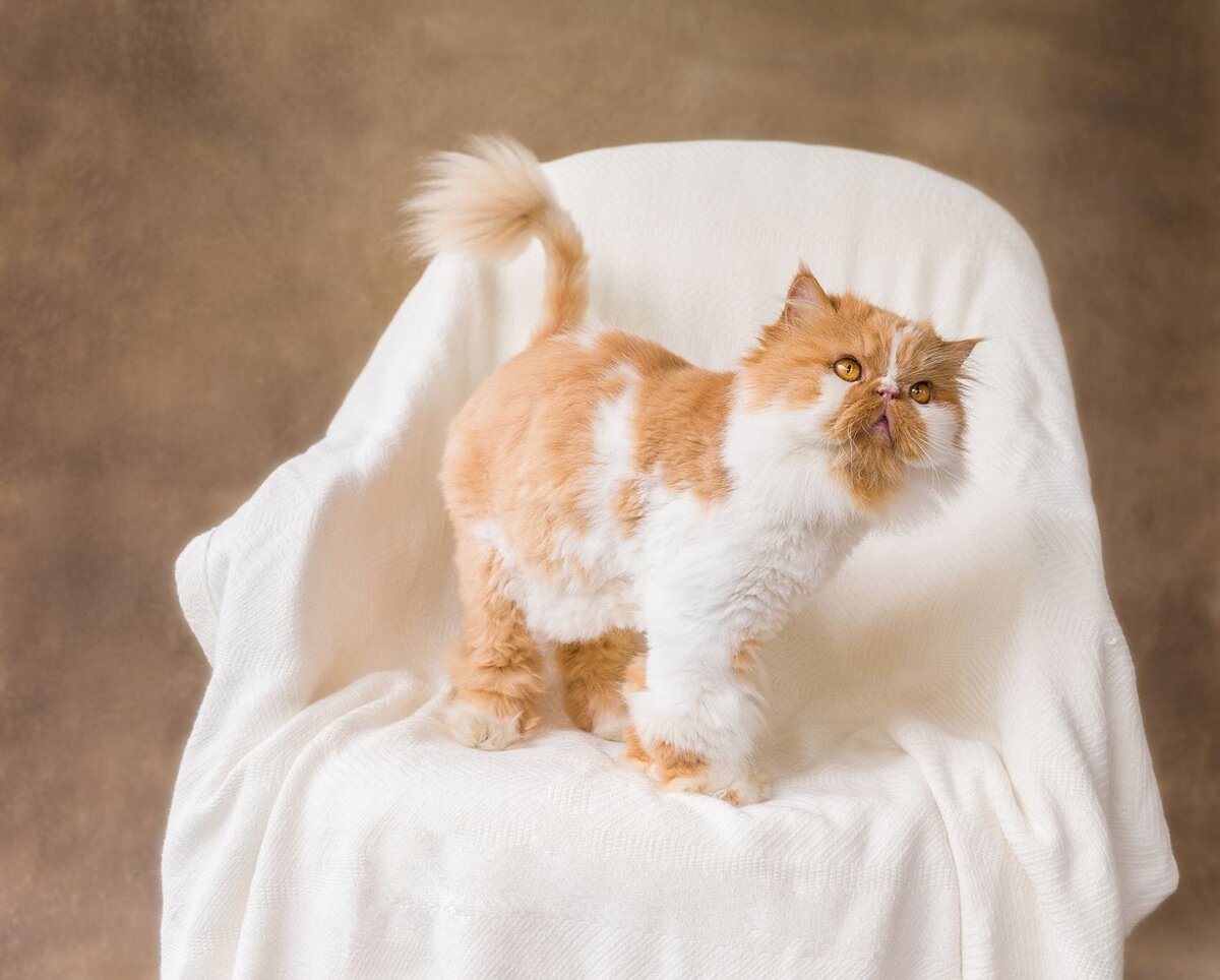 lilla-bordas-portraits-tampa-CAT-photographer1245