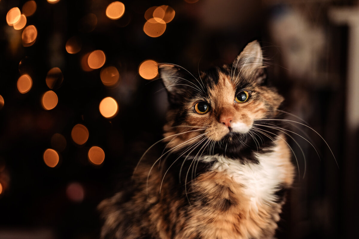 kitten-with-bokeh