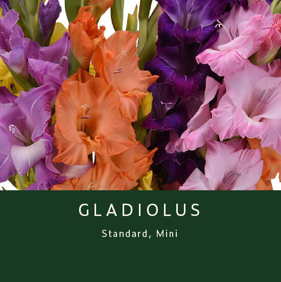 Gladiolus