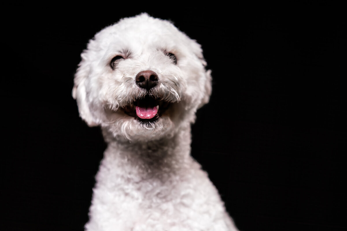 seattle-pet-photographer-3