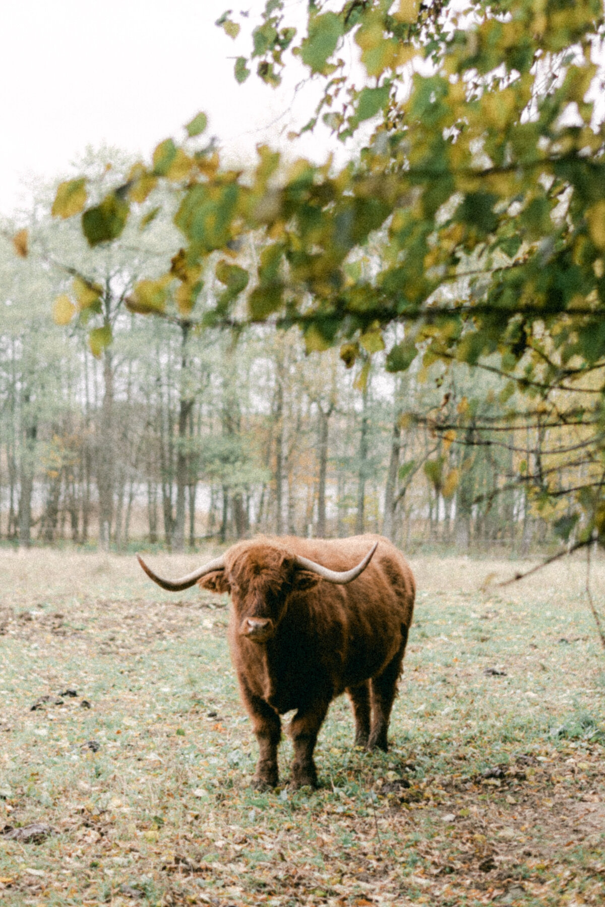 Lehmä laitumella ja syksyn lehdet maassa Oitbackan kartanolla.