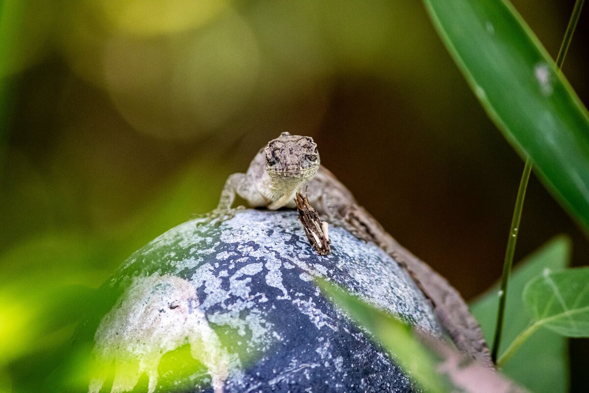 lizard-bug-79d02066-2500
