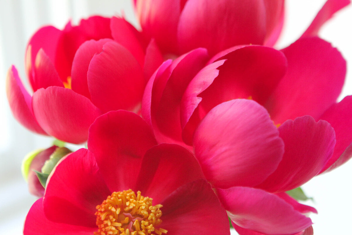 peonies