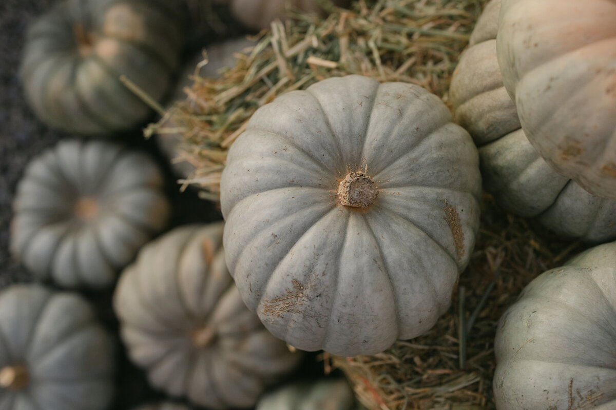 2022-09-23 Patch of pumpkins-167