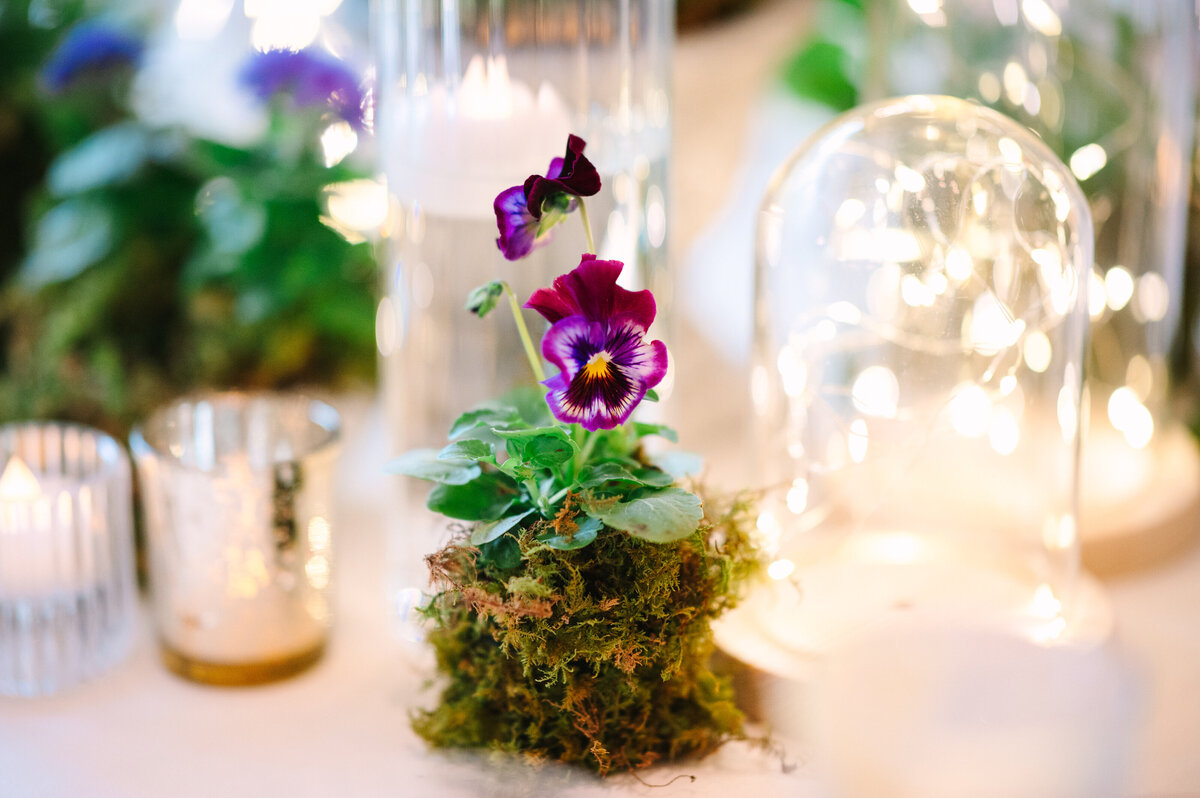 Green moss with purple flower in it