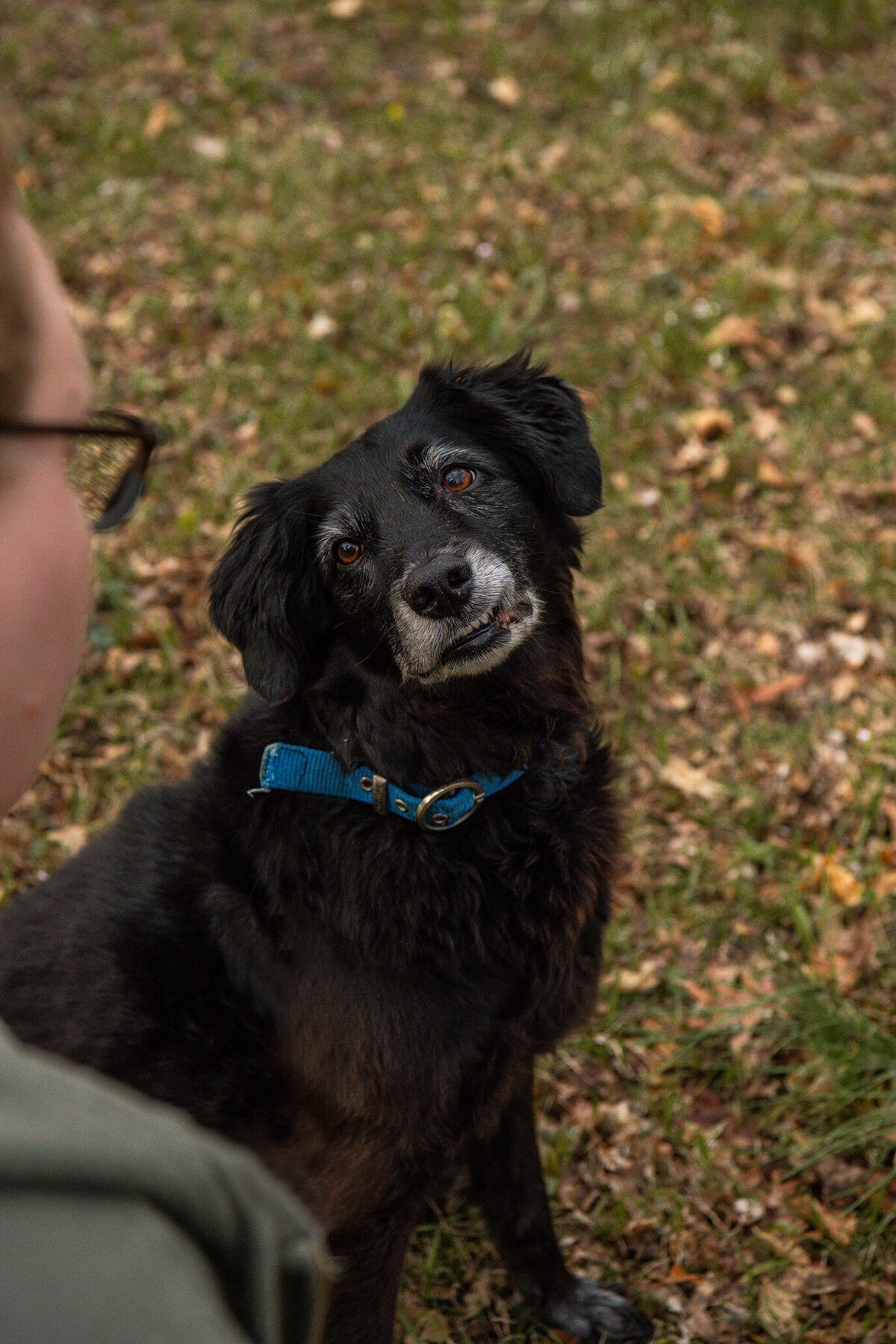 Older black dog looking at owner during a photoshoot. Work by Duluth-based pet photographer Joanna of Paddle Paws Photography.