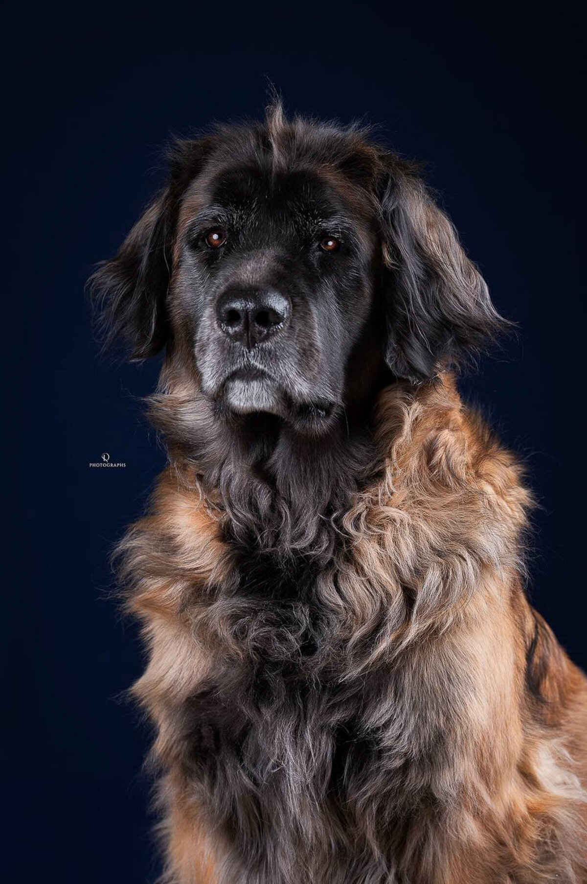 Studiofotografie met hond