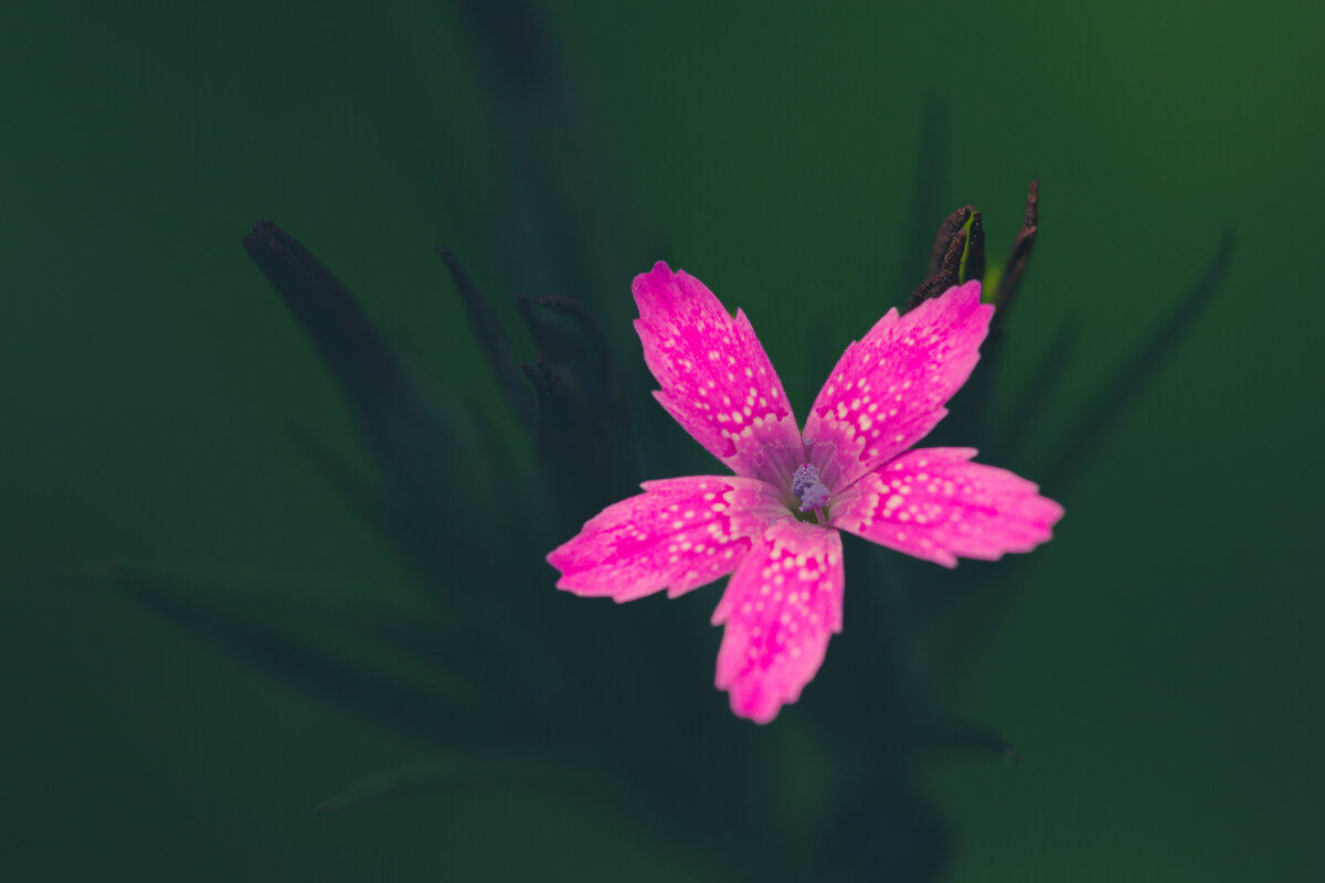 dianthus_1408