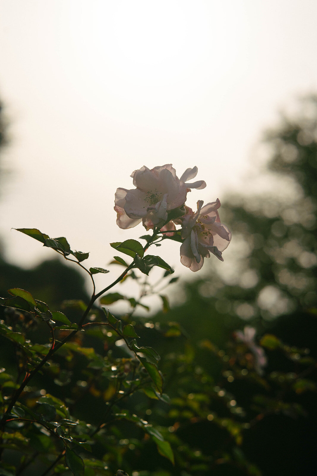 Attabara Studio Luxury Wedding Planner at Cornwell Manor by Phoebe Piper1247