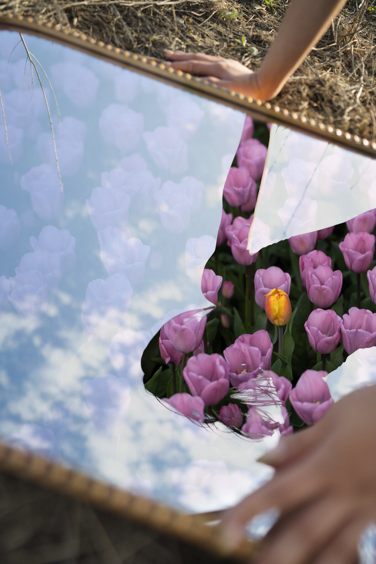 Tulip-reflection