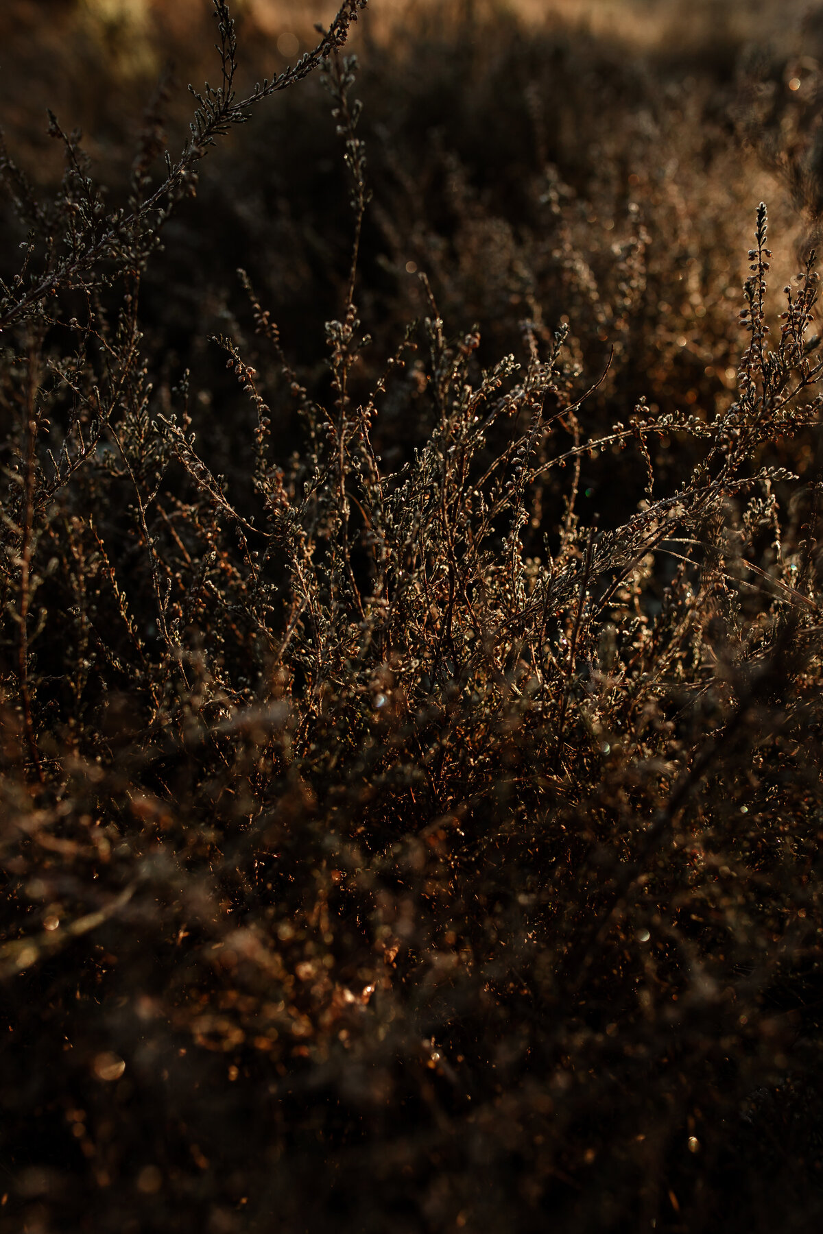 La Jola Photography_Annouk_11012024-52