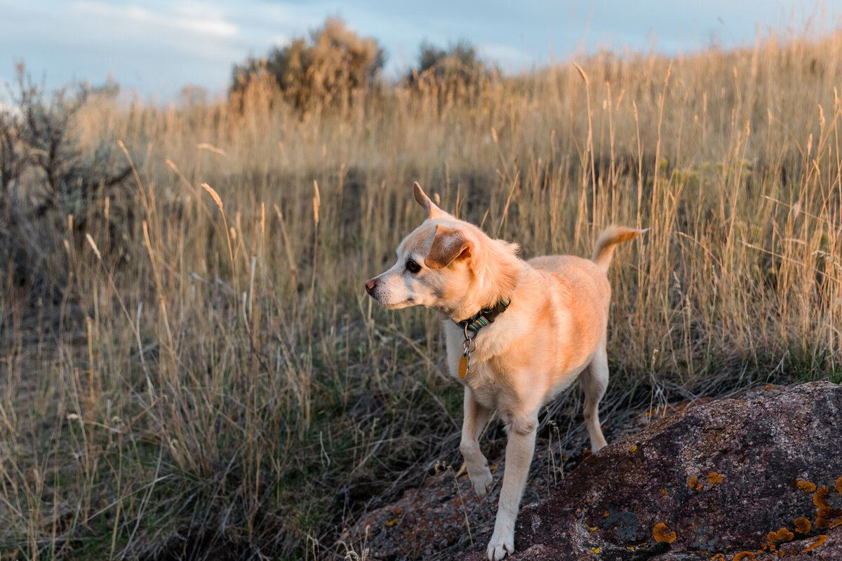 IDAHO-OCT2019-9