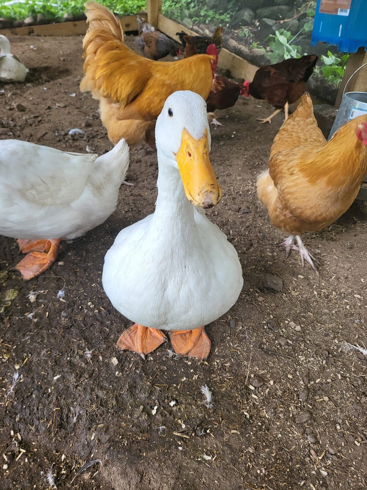 duck