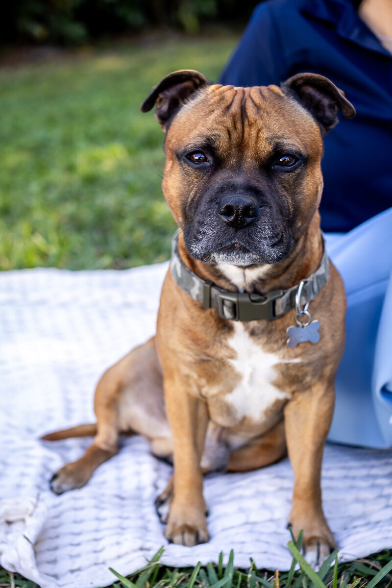 Family dog looking straight at camera