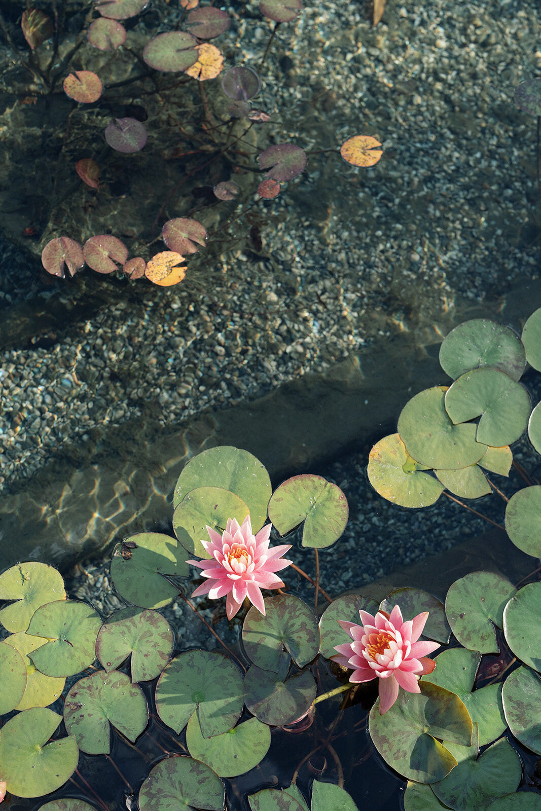 TheresaKellyPhoto--35