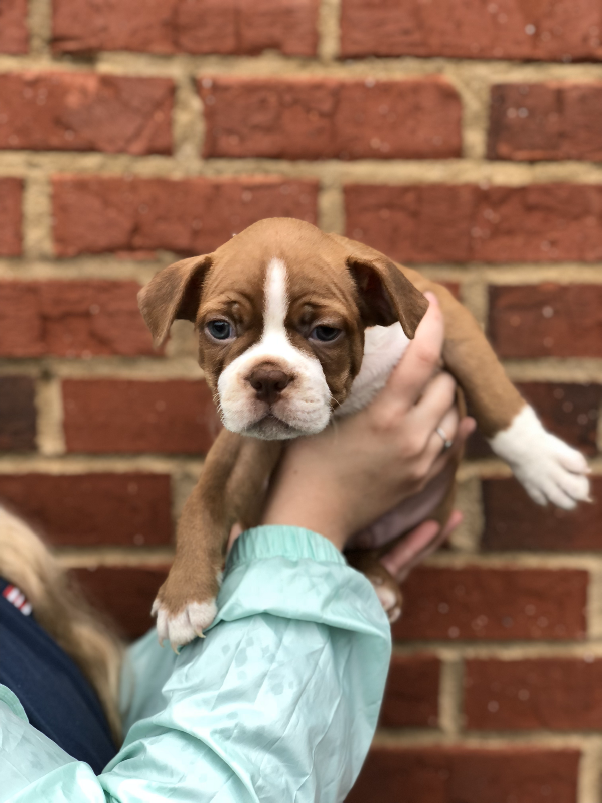 Tuxedo Pups Tuxedo Boston Brown