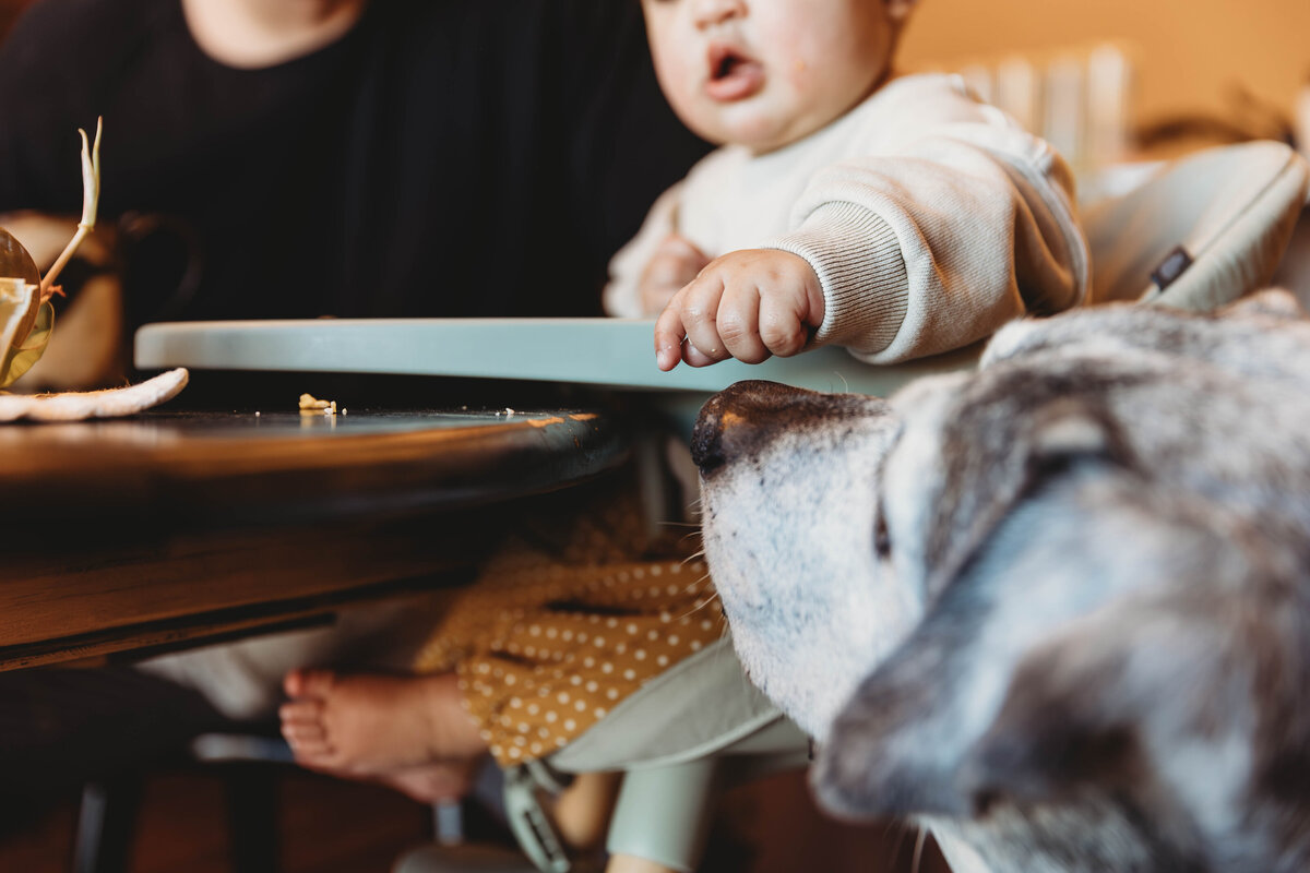 CactusandPinesPhotography_CastleRockColoradoFamilyPhotographer_BaileyHomegrownSession-229