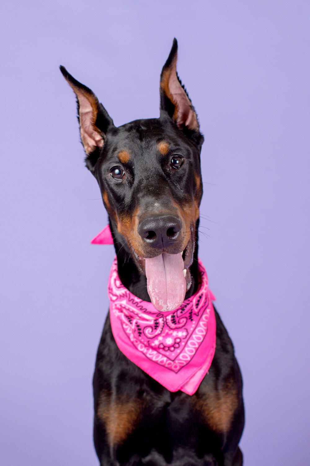pet-photos-myrtle-beach-1500_049