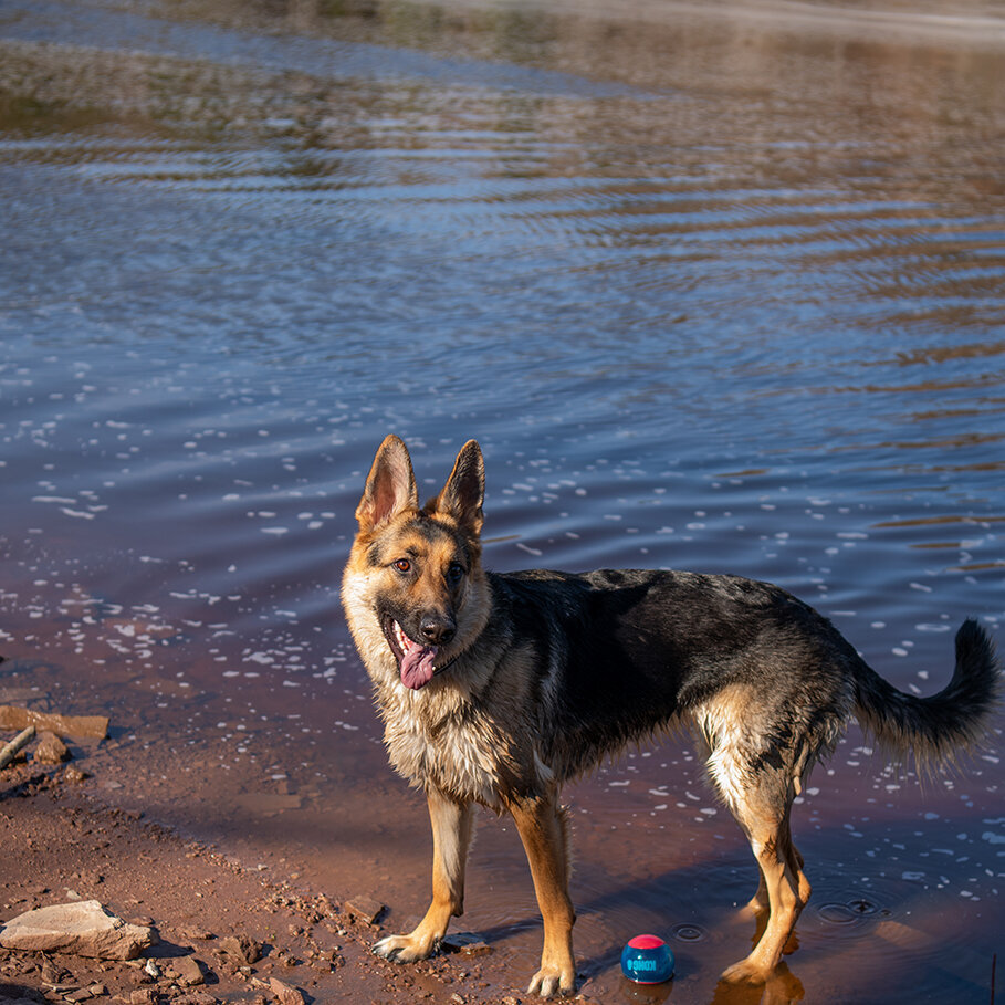German Shepherd is in the St. Lois River in the park of Chamber's Grove. Photographed in Duluth, Minnesota by Paddle Paws Photography.
