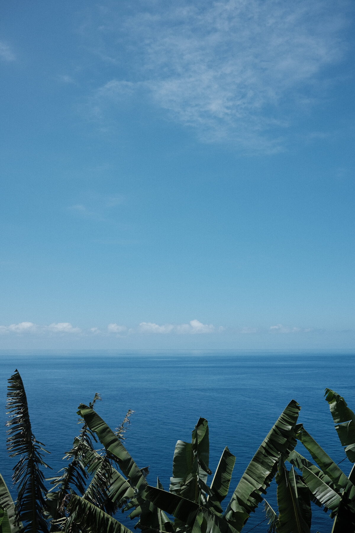 BananatreeMadeira