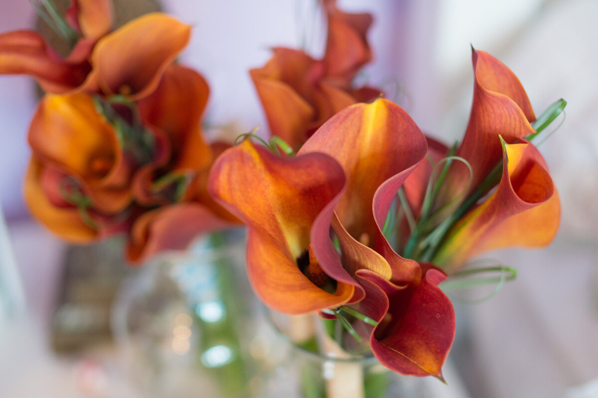 Beach-Wedding-outer-Banks42