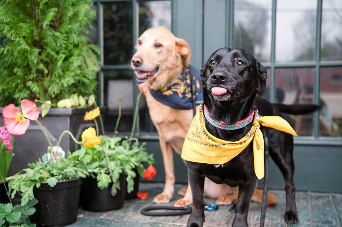 Pet portraits Birmingham Alabama