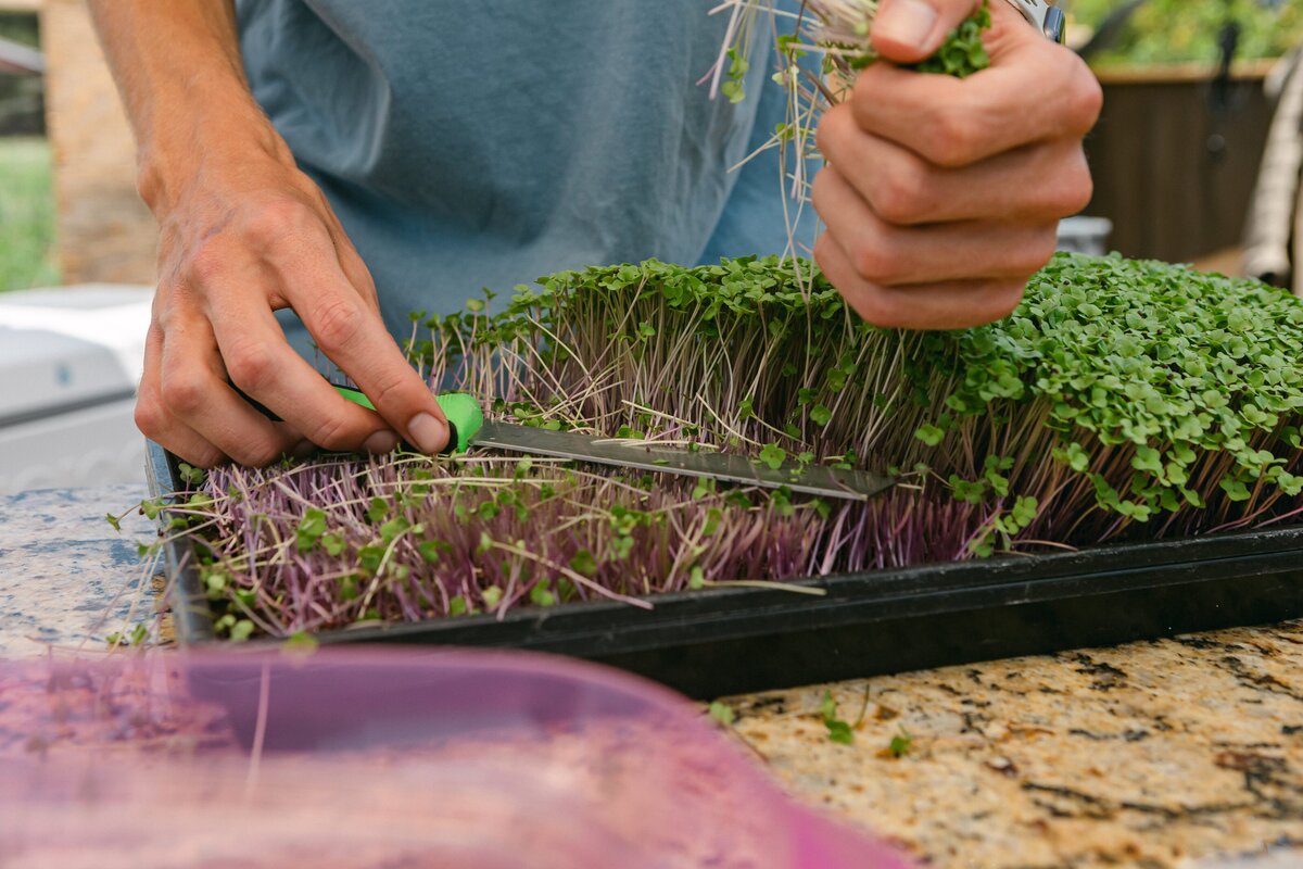 Channel-Islands-Micro-Greens-Local-Farmers-Markets-0023