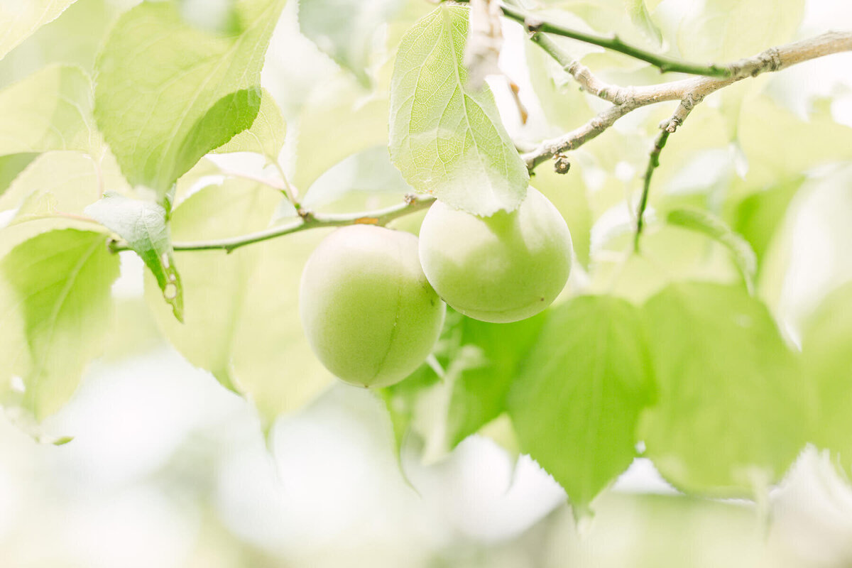 YukikaIshikawaPhotography24
