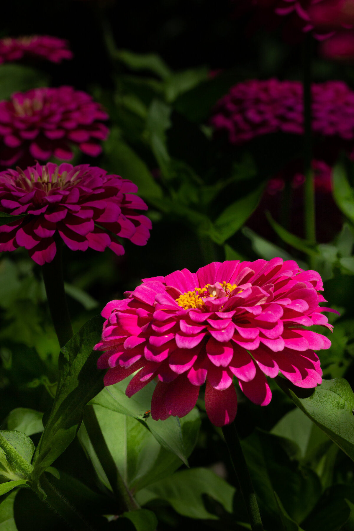 zinnia_1222_C1