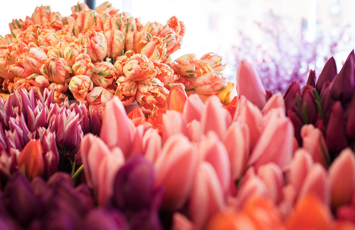 Pike_Market_Tulips