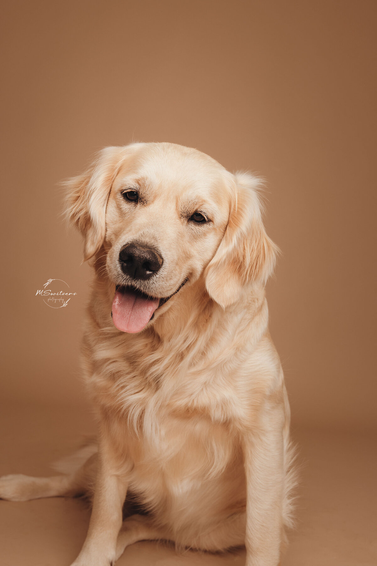 Golden retriever tijdens een hondenfotoshoot in de studio te Geel