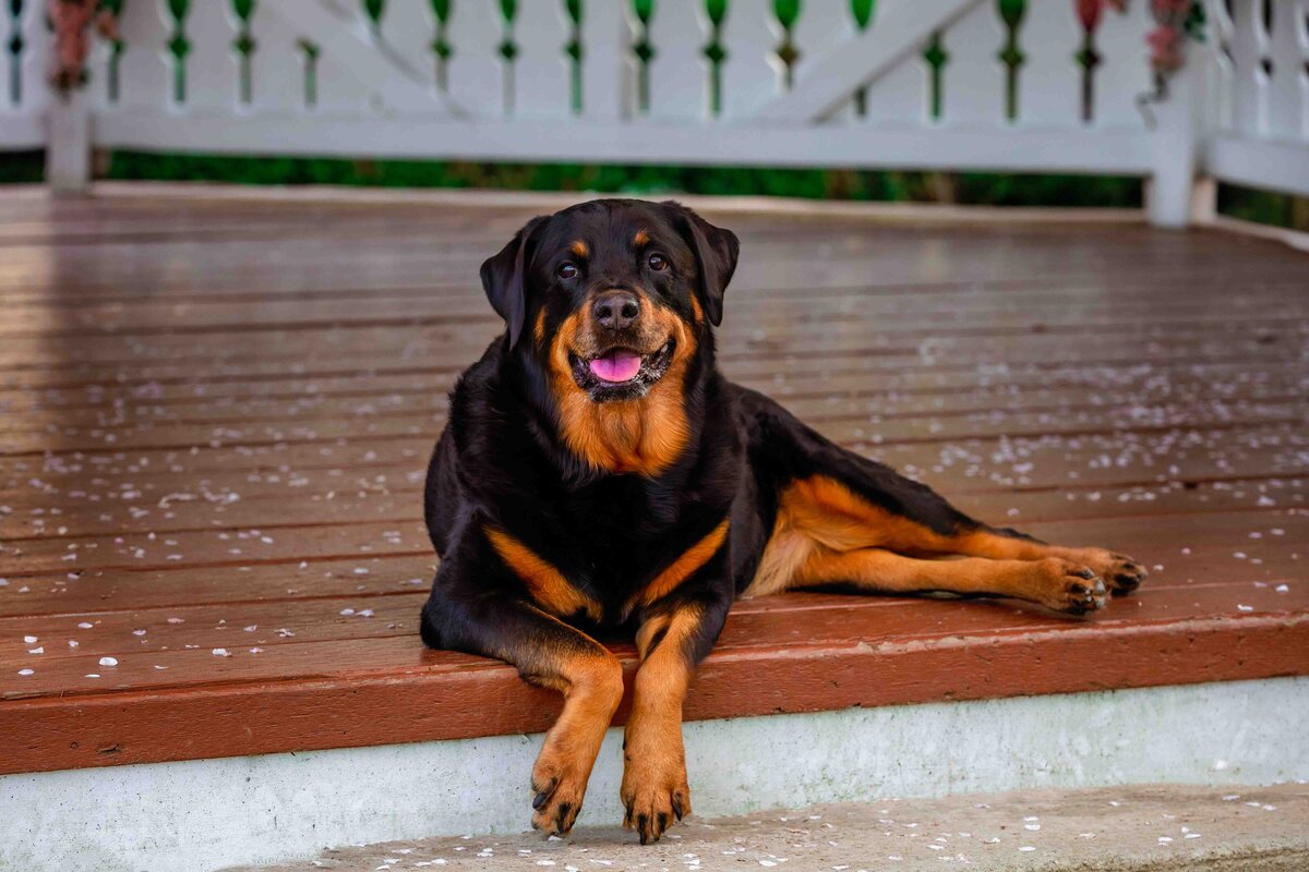 seattle-pet-photographer-6