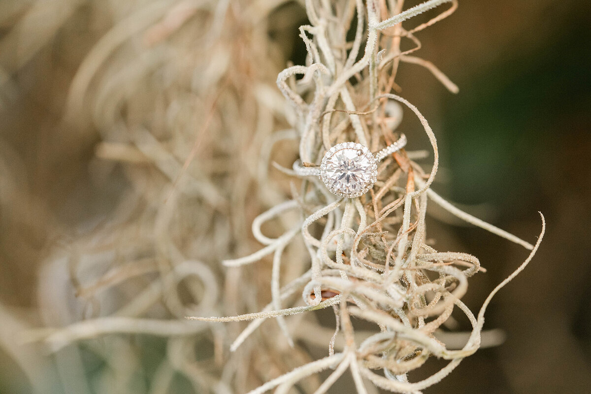 Engagement Ring on Spanish Moss