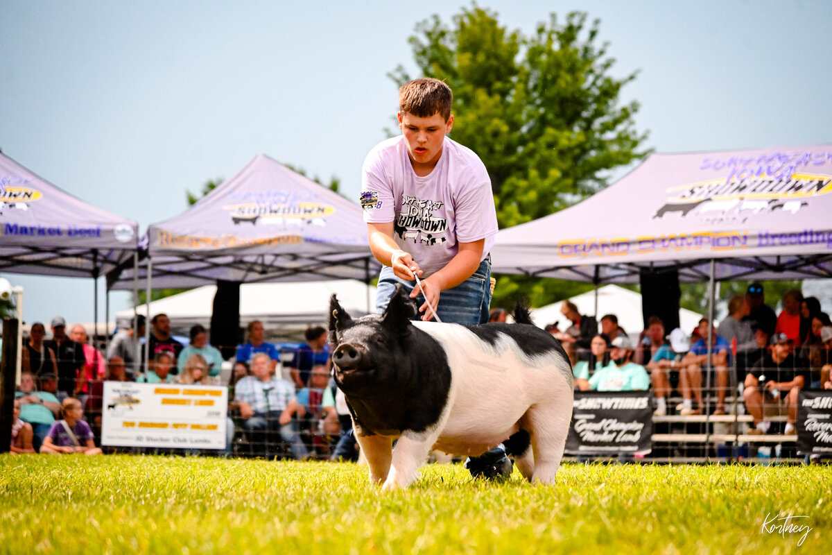 boy driving hog during show