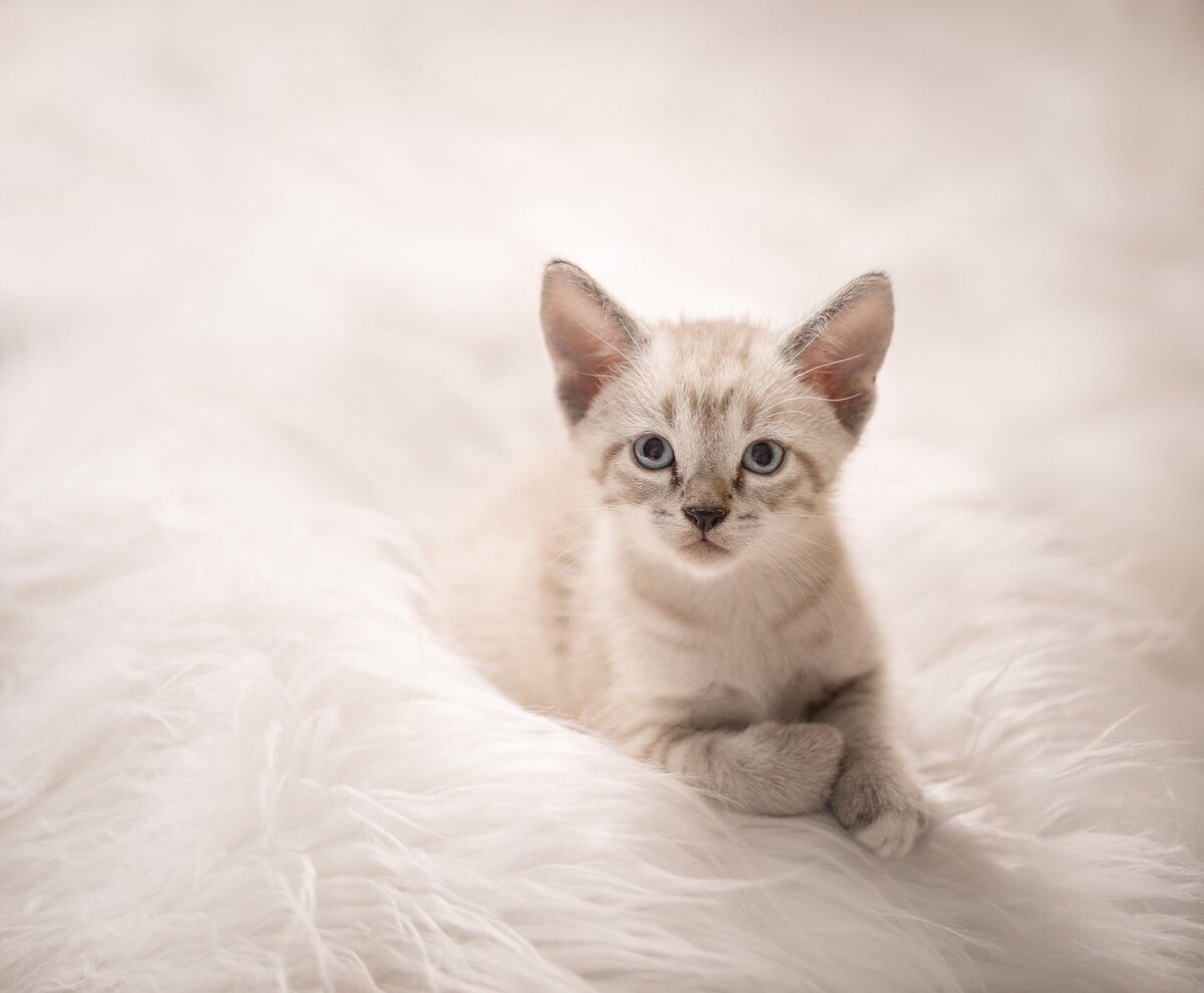 lilla-bordas-portraits-tampa-CAT-photographer1250
