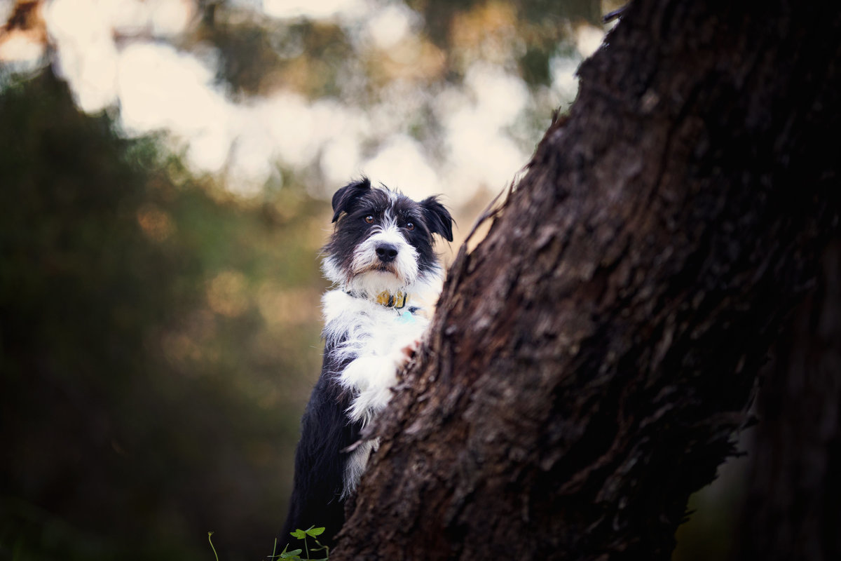 Adelaide dog pet photoshoot shooting timeless photos