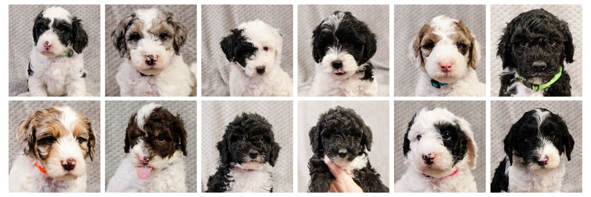 Open House - Sheepadoodles