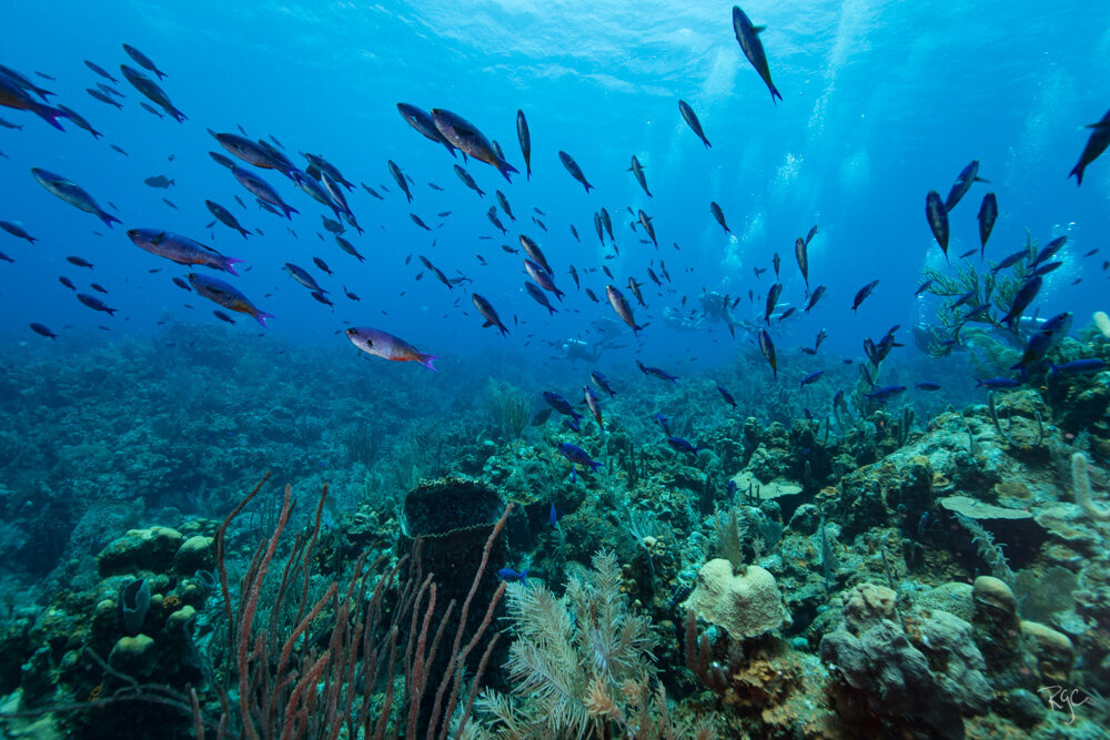 RGEORGE_2019_Roatan2019_5B9A9966_0195