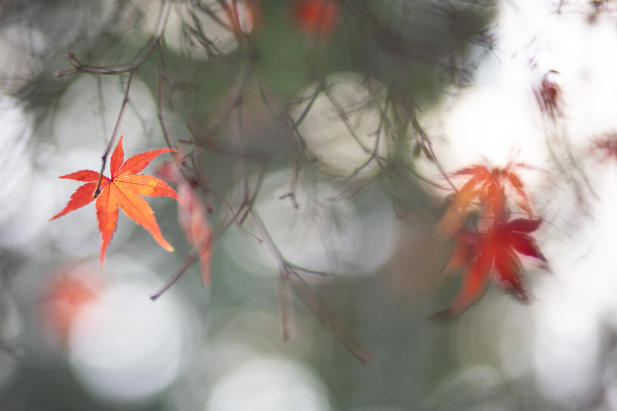 fine_art_photographer _106