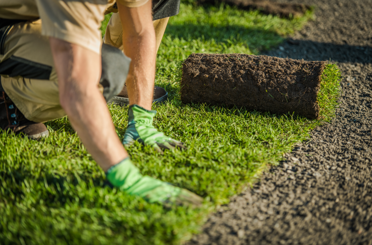 laying sod on a lawn 
