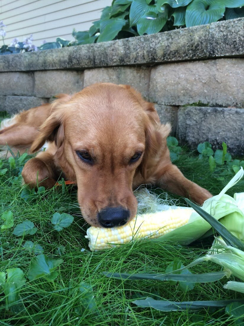Appelgate-golden-retriever-puppies-Tess-2