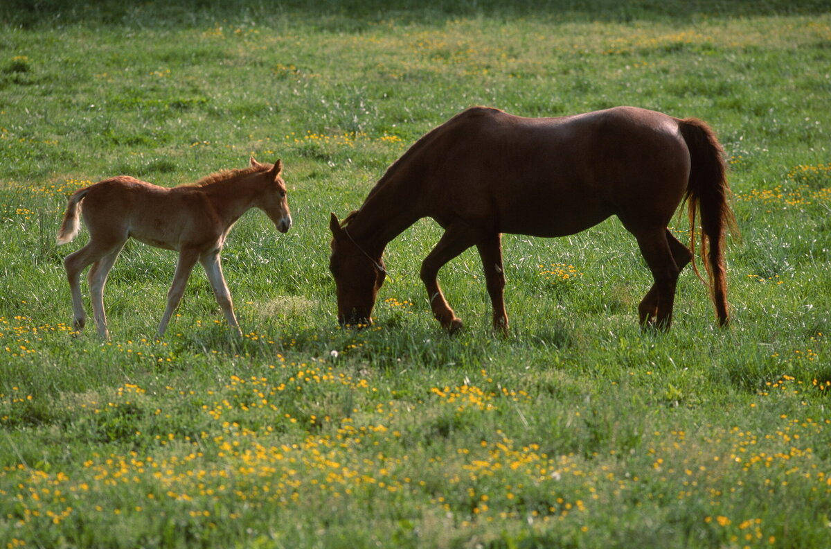 6 Mare and Colt