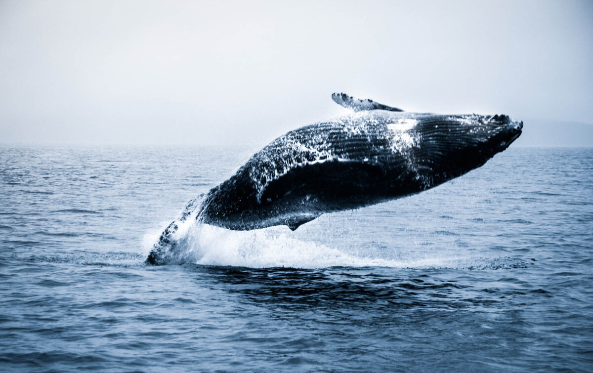 alaska-humpback-whale