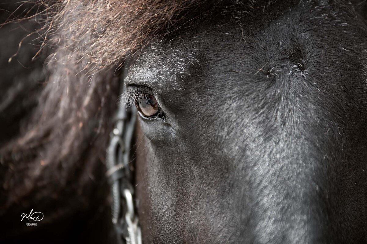 paardenfotograaf friesland (10)
