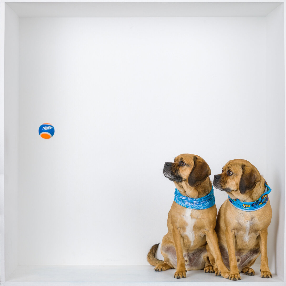 Two dogs in a white box looking at a tennis ball